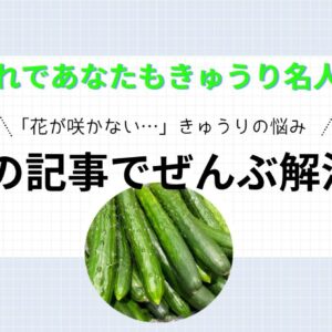 家庭菜園できゅうり栽培